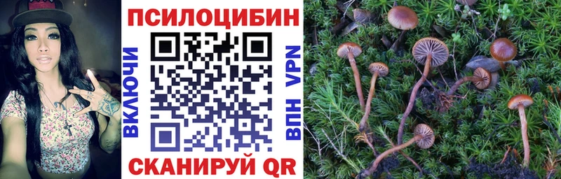 KRAKEN как войти  купить наркоту  Ачхой-Мартан  Галлюциногенные грибы Psilocybe 
